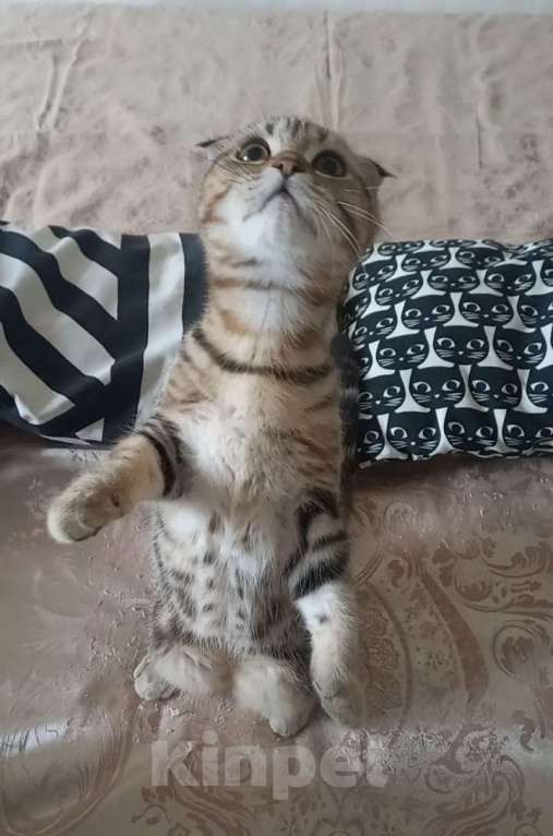 Кошки в Москве: Шотландский вислоухий котёнок  Мальчик, 10 000 руб. - фото 4