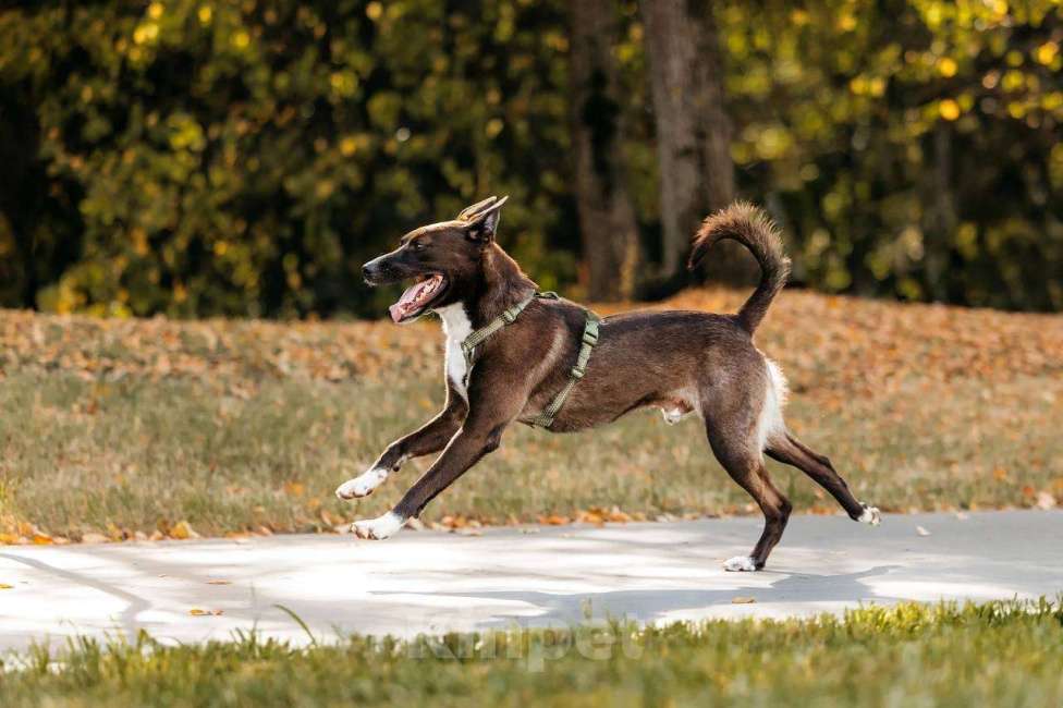 Собаки в Москве: Бадди в поиске родной души! Мальчик, Бесплатно - фото 10