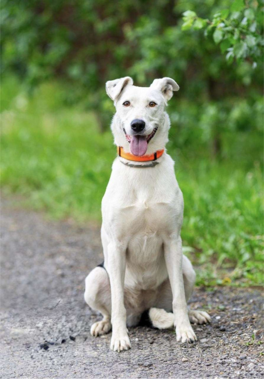 Собаки в Люберцах: Добрая и ласковая Марта 1,5 года ждет своего хозяина Девочка, Бесплатно - фото 2