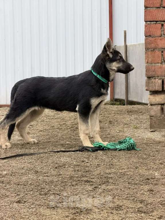 Собаки в других городах Краснодарского края: Щенки Восточноевропейской овчарки Девочка, 60 000 руб. - фото 3