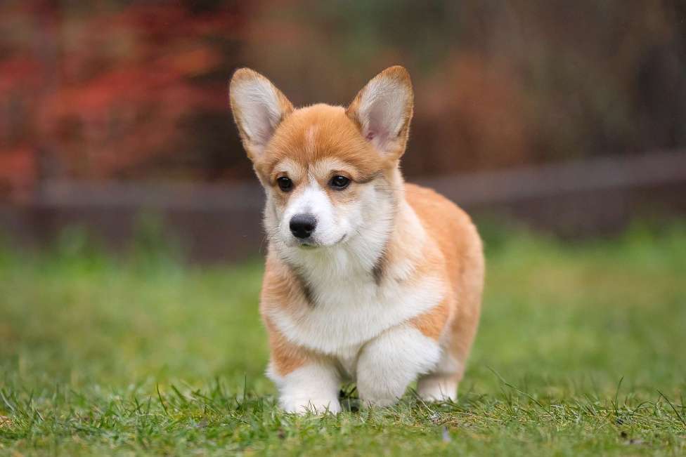 Собаки в Москве: Вита Приора Мальвазия Девочка, 80 000 руб. - фото 2