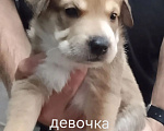 Собаки в Красноярске: Щенки в добрые руки Девочка, Бесплатно - фото 4