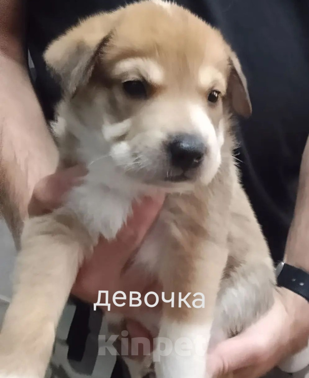 Собаки в Красноярске: Щенки в добрые руки Девочка, Бесплатно - фото 4