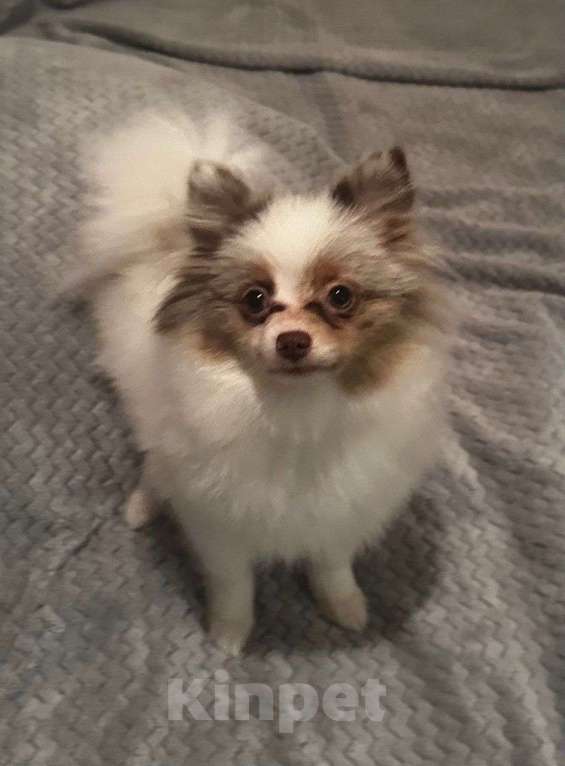 Собаки в Москве: Девочка мраморного шпица Девочка, Бесплатно - фото 1