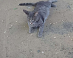 Кошки в Красноярске: Кошечка ищет свой дом! Девочка, Бесплатно - фото 3