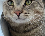 Кошки в Москве: Красивый и ласковый кот Арчи ищет семью Мальчик, 1 руб. - фото 2