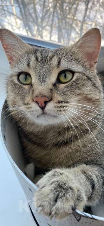 Кошки в Москве: Красивый и ласковый кот Арчи ищет семью Мальчик, 1 руб. - фото 2