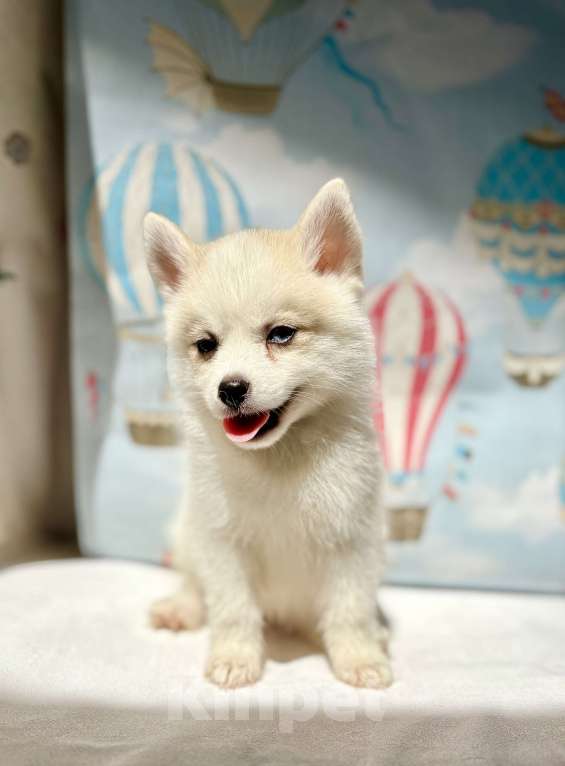 Собаки в Балашихе: Помски мальчик Брюс, великолепный малыш.  Мальчик, 60 000 руб. - фото 8