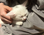 Кошки в Москве: Котёнок в добрые руки 2 месяца  Девочка, Бесплатно - фото 4