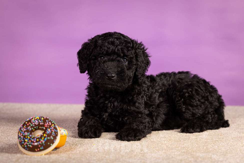 Собаки в Москве: EPIKA THOPH Испанская Водяная собака Девочка, 150 000 руб. - фото 7