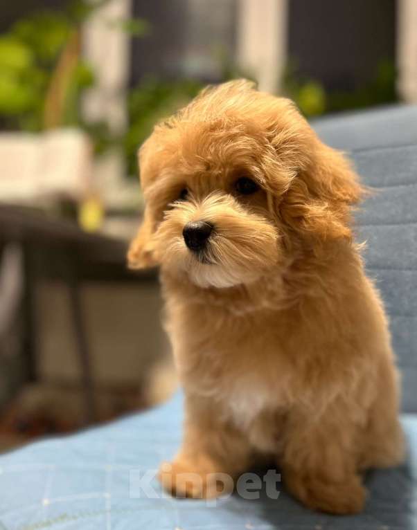 Собаки в Москве: Щенок мальтипу f1 девочка Девочка, 110 000 руб. - фото 7