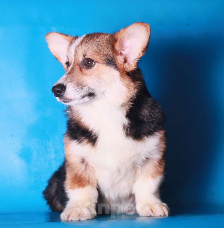 Собаки в Москве: вельш корги пемброк щенки Мальчик, 70 000 руб. - фото 2