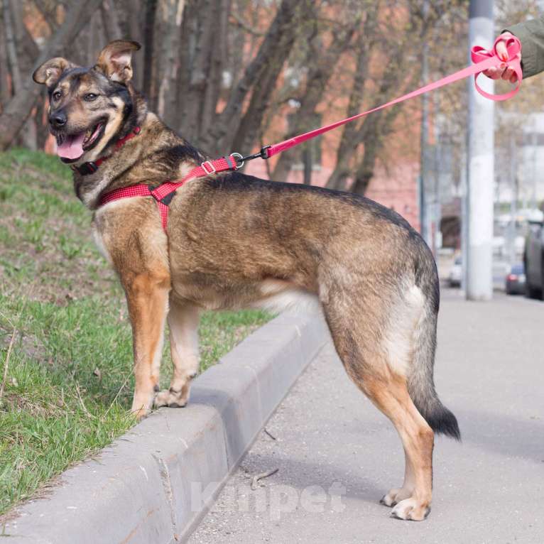 Собаки в Москве: Лиза Девочка, Бесплатно - фото 2