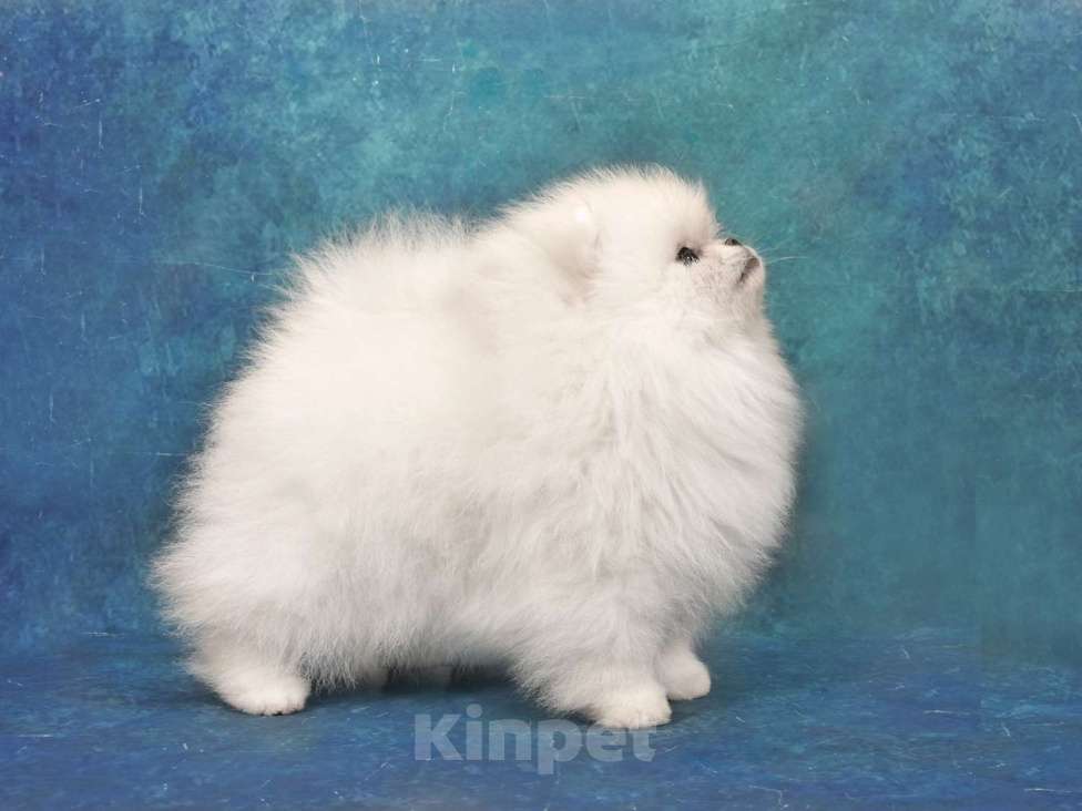 Собаки в Москве: Померанский карликовый шпиц мини мальчик Мальчик, 35 000 руб. - фото 4