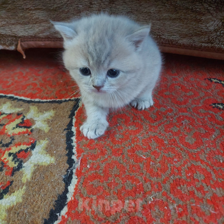 Кошки в других городах Приморского края: Продажа котят Девочка, 9 000 руб. - фото 7