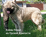 Собаки в Самаре: Кавказская овчарка щенок, РКФ Мальчик, 5 000 руб. - фото 7