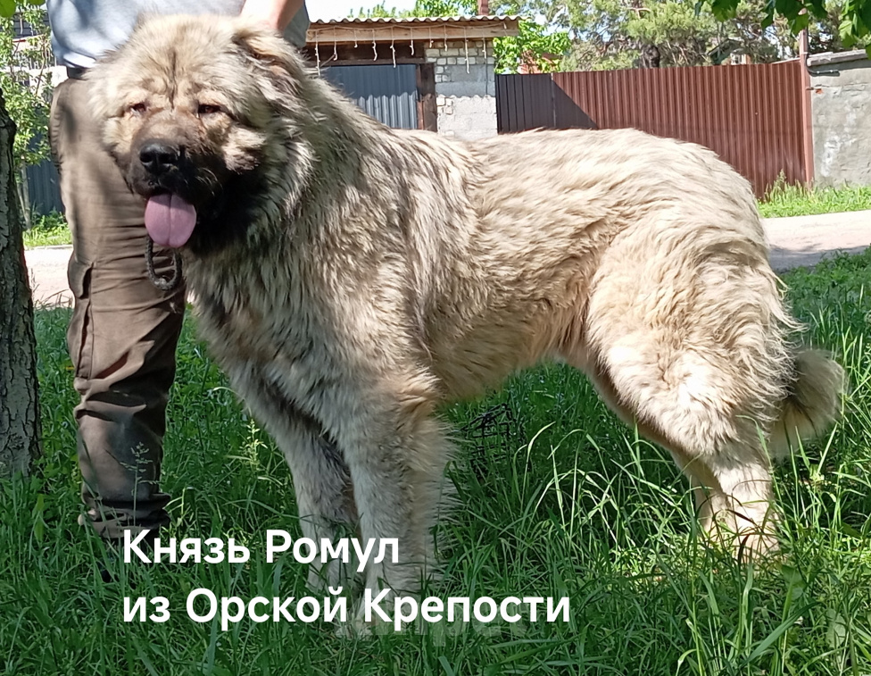 Собаки в Самаре: Кавказская овчарка щенок, РКФ Мальчик, 5 000 руб. - фото 7