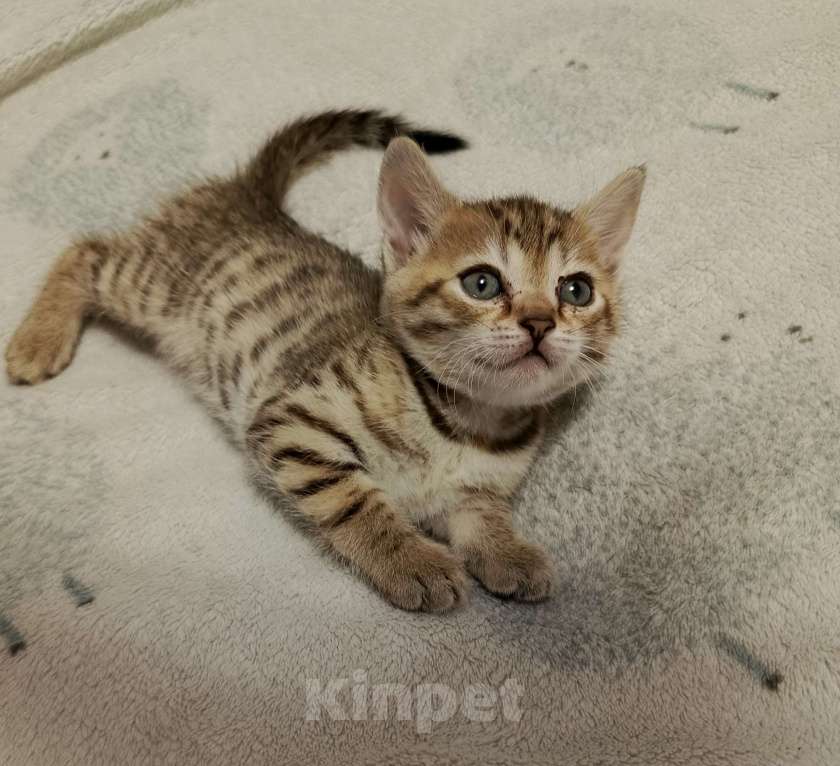 Кошки в Новосибирске: Мраморные котията  Мальчик, 7 000 руб. - фото 7