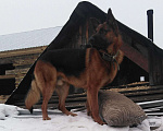 Собаки в Биробиджане: Немец. Вязка., 4 000 руб. - фото 1
