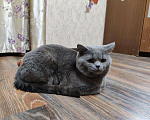 Кошки в Кингисеппе: Вязка Шотландец, 500 руб. - фото 4
