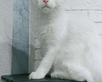Кошки в Сертолово: продам котят, 25 000 руб. - фото 8