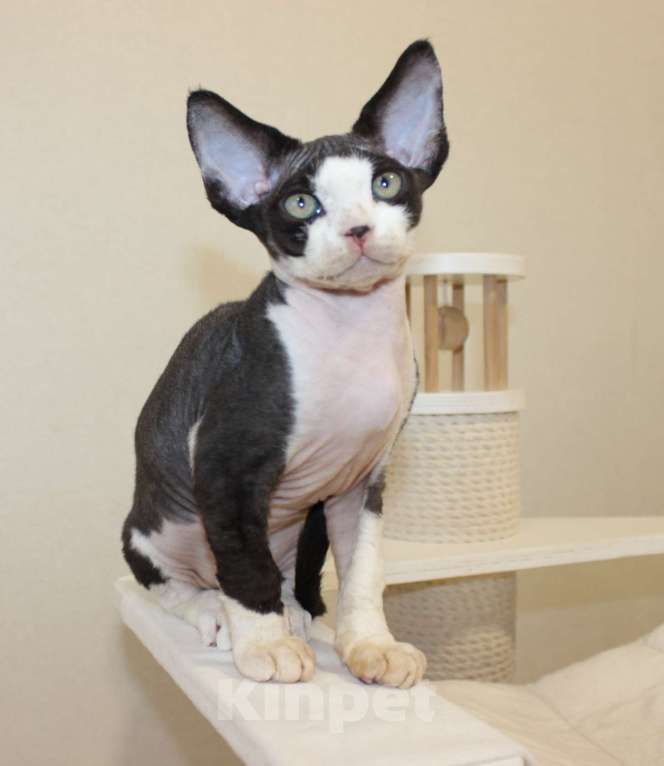 Кошки в Люберцах: Панда-малышь девон-рекс  Мальчик, 65 000 руб. - фото 7