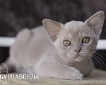 Кошки в Москве: Бурманский котенок Девочка, Бесплатно - фото 2
