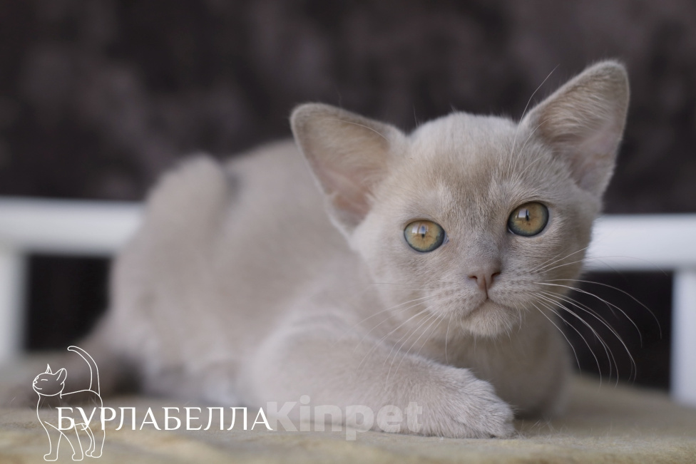 Кошки в Москве: Бурманский котенок Девочка, Бесплатно - фото 2