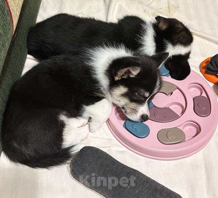 Собаки в других городах Московской области: Щенки Вельш-корги пемброк Мальчик, 85 000 руб. - фото 5