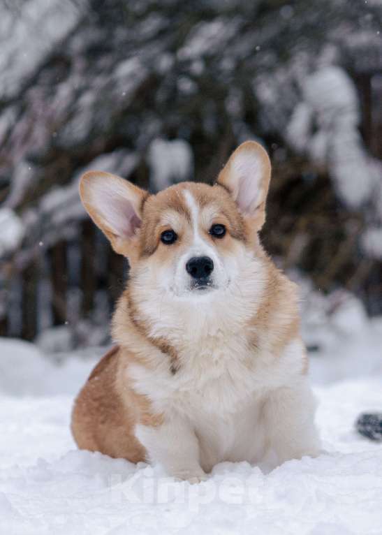 Собаки в Москве: Щенок корги Мальчик, 80 000 руб. - фото 1