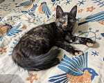 Кошки в Москве: Котенок девочка Костяная Римма Девочка, Бесплатно - фото 2