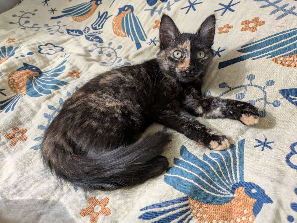 Кошки в Москве: Котенок девочка Костяная Римма Девочка, Бесплатно - фото 2