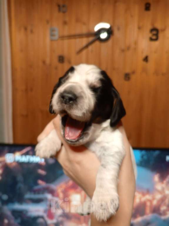 Собаки в других городах Московской области: Щенок русского охотничьего спаниеля Мальчик, 25 000 руб. - фото 4