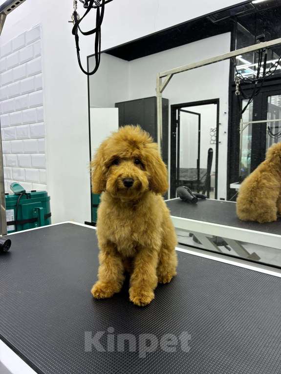 Собаки в Москве: Той пудель Мальчик, 130 000 руб. - фото 3