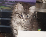 Кошки в Саратове: Рождественский котёнок Мальчик, 20 руб. - фото 7