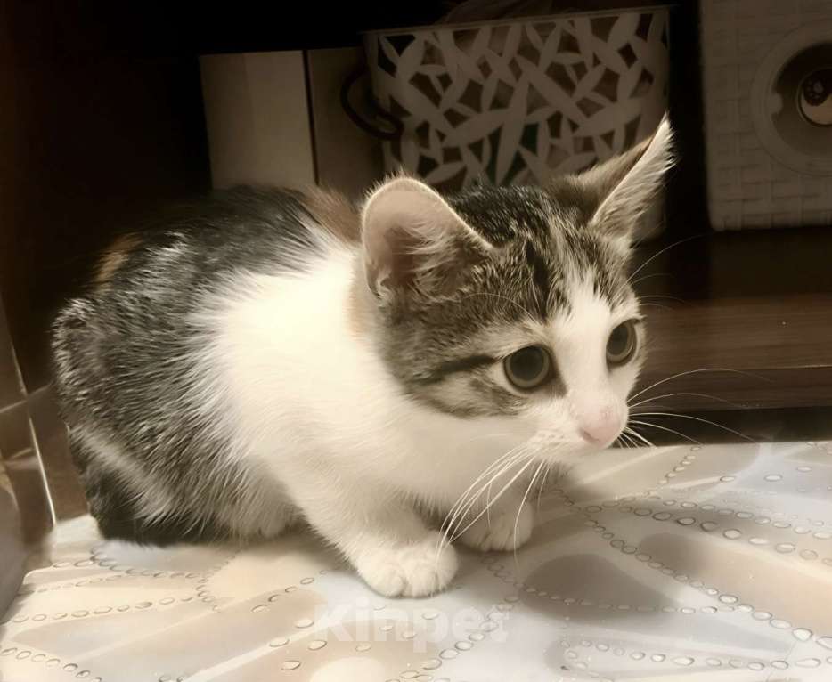 Кошки в Санкт-Петербурге: Котенок девочка 2,5 месяца  Девочка, Бесплатно - фото 2