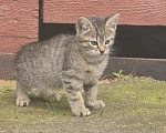 Кошки в других городах Ленинградской области: Котята 2,5 мес ищут дом, срочно! Им не выжить за городом! Разнополые, Бесплатно - фото 5