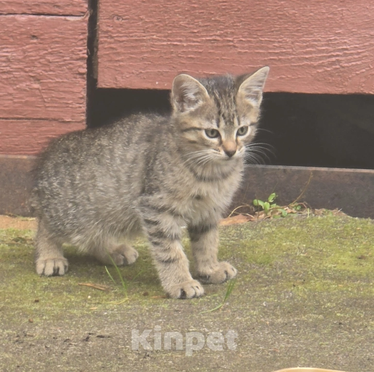 Кошки в других городах Ленинградской области: Котята 2,5 мес ищут дом, срочно! Им не выжить за городом! Разнополые, Бесплатно - фото 5