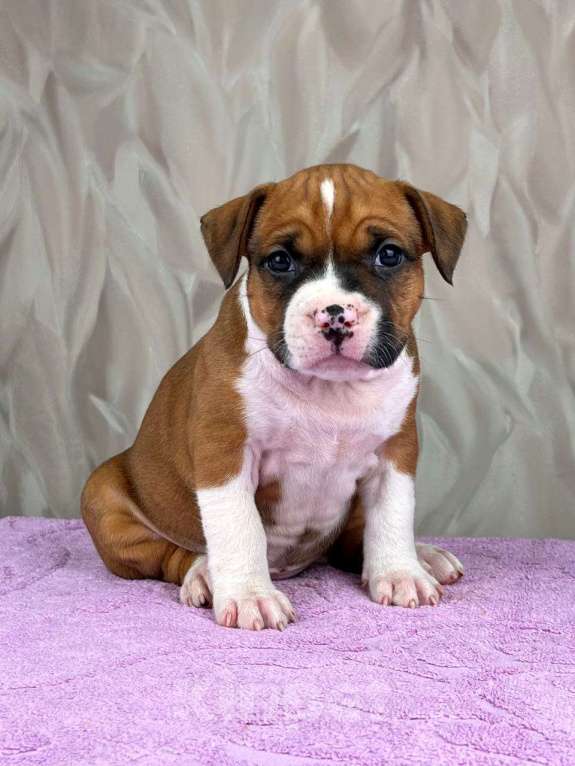 Собаки в Москве: Яркая красотка амстаффа Девочка, 80 000 руб. - фото 4