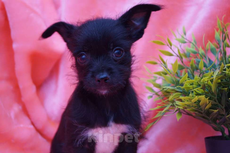 Собаки в Москве: Щеночки метисы- детки любви Мальчик, 13 000 руб. - фото 9