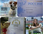 Собаки в Севастополе: Очаровательные девочки Джек рассел терьер  Девочка, 25 000 руб. - фото 9