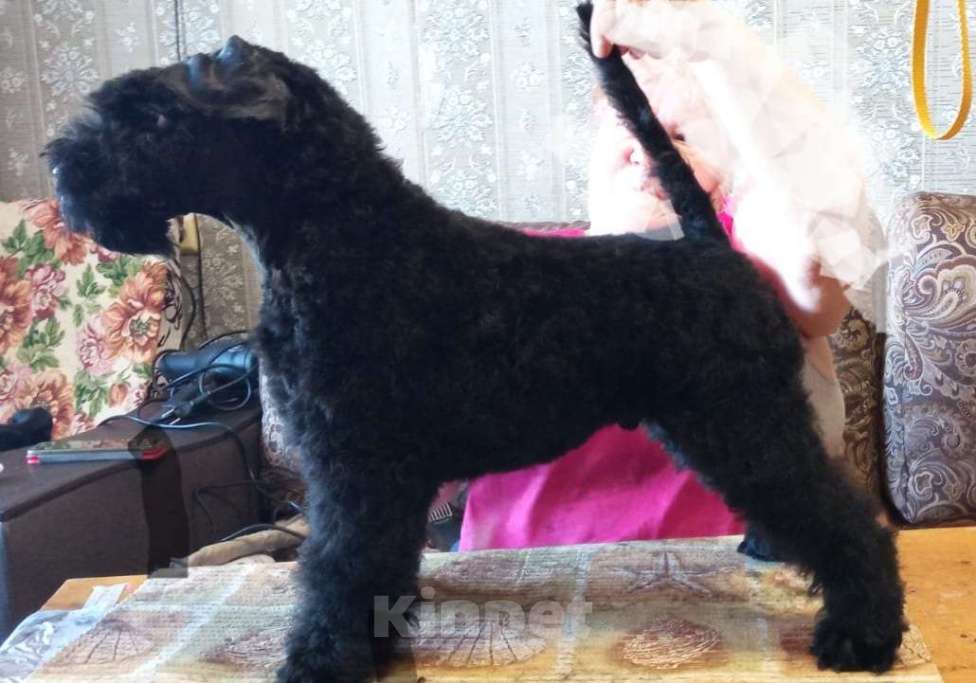 Собаки в Перми: Щенок керри-блю-терьер 3 мес. С родословной РКФ, клеймо, прививка. Мальчик, 50 000 руб. - фото 3