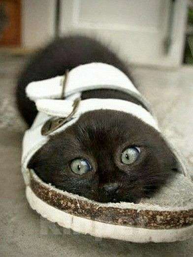 Кошки в Москве: Мейн-кун котёнок Мальчик, 14 870 руб. - фото 2