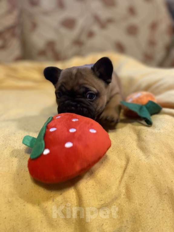 Собаки в Санкт-Петербурге: Очаровательная девочка французик Девочка, 40 000 руб. - фото 6