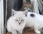 Кошки в Екатеринбурге: Котик Мальчик, 10 руб. - фото 1