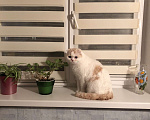 Кошки в Санкт-Петербурге: котик Амур ищет новый дом Мальчик, 1 руб. - фото 2