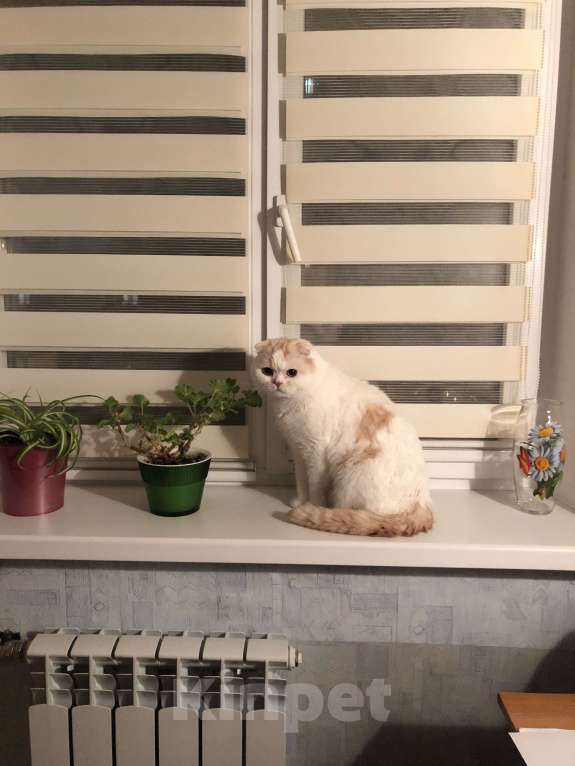 Кошки в Санкт-Петербурге: котик Амур ищет новый дом Мальчик, 1 руб. - фото 2