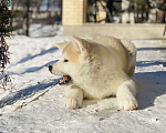 Собаки в Санкт-Петербурге: Продается щенок Акита ину редкого окраса Мальчик, Бесплатно - фото 5