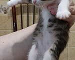 Кошки в Нижнем Новгороде: Котёнок в добрые руки  Мальчик, Бесплатно - фото 5