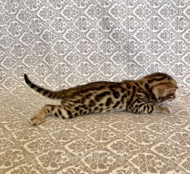 Кошки в Москве: Бенгальские мальчики Мальчик, Бесплатно - фото 4